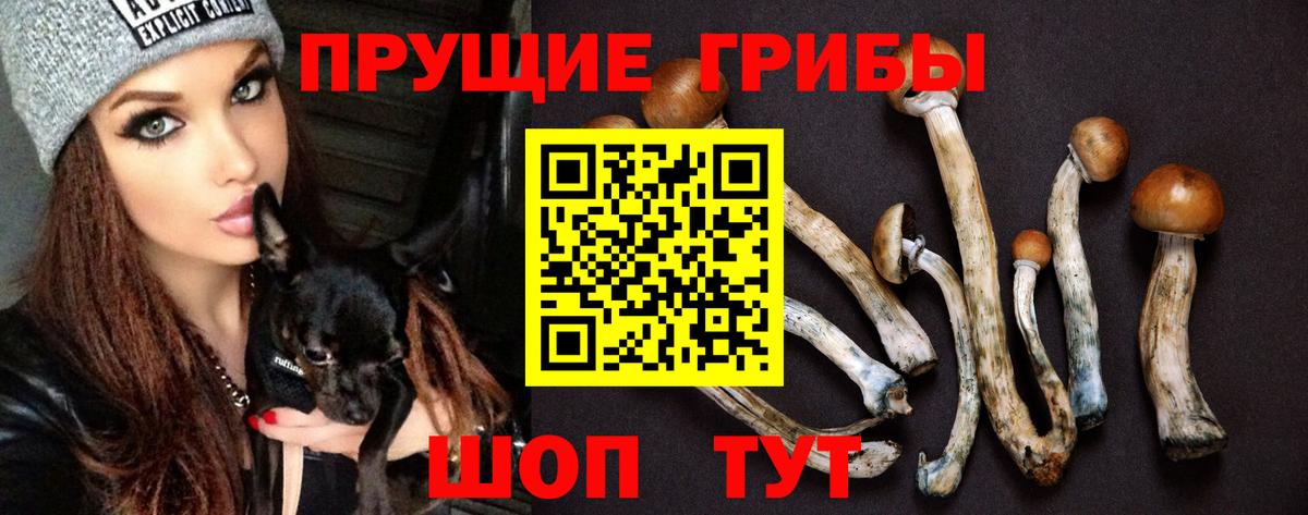 Псилоцибиновые грибы Psilocybe Лесосибирск